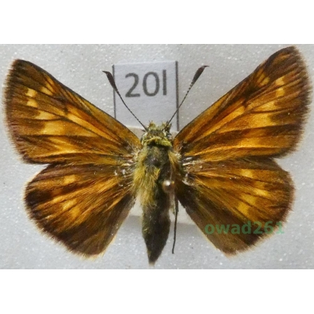 Ochlodes sylvanus (Esper, 1777) Czech20l